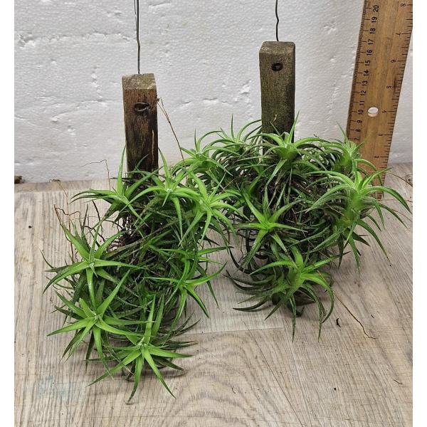 tillandsia sp 1 на блоке