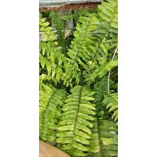 Нефролепис эксалтата 'Тигр' варегатный / Nephrolepis exaltata 'Tiger' variegated (S)