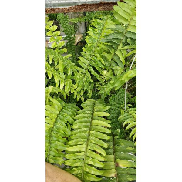 Нефролепис эксалтата 'Тигр' варегатный / Nephrolepis exaltata 'Tiger' variegated (S)