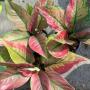 Aglaonema Heng Heng red