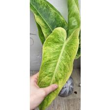Philodendron calkins gold