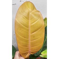 Филодендрон Принц оранжевого / Philodendron Prince Of Orange