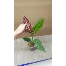 Philodendron cruentum pot 350p