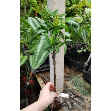 Ixora sp.(T16) soft pink flower (New hybrid) 135
