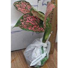Аглаонема камкун номер 1 - Супер розовая. / Aglaonema Kamkoon no.1 - Super Pink A-61