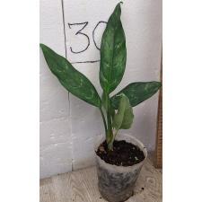 Аглаонема Шотт / Aglaonema Schott