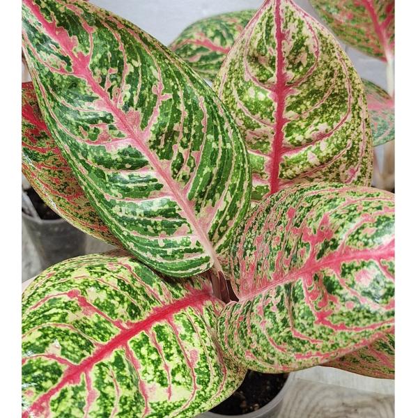 Аглаонема Диана. / Aglaonema Diana A-116