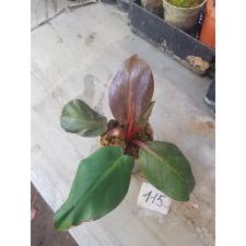 philodendron-cherry-red-potd pot