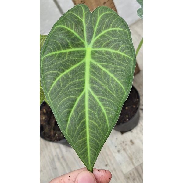 Алоказия Регал Щилдс / Alocasia Regal Shields (S)