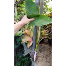 Schismatoglottis calyptrata (southern Thailand)