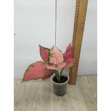 Aglaonema Super Red A-39 pot