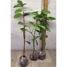 коричник цейлонский верум / Cinnamomum zeylanicum verum 27