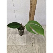 Rhaphidophora Decursiva s 