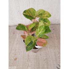 Aglaonema anklet gold/ Gamlai Thong A-87 Pot