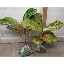 Аглаонема Боксинг / Aglaonema A-21 Boxing