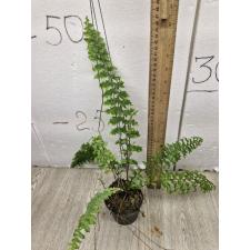 Nephrolepis exaltata 'Hillii