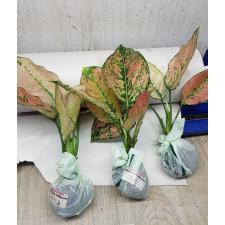 Aglaonema S2 New hybrid-2