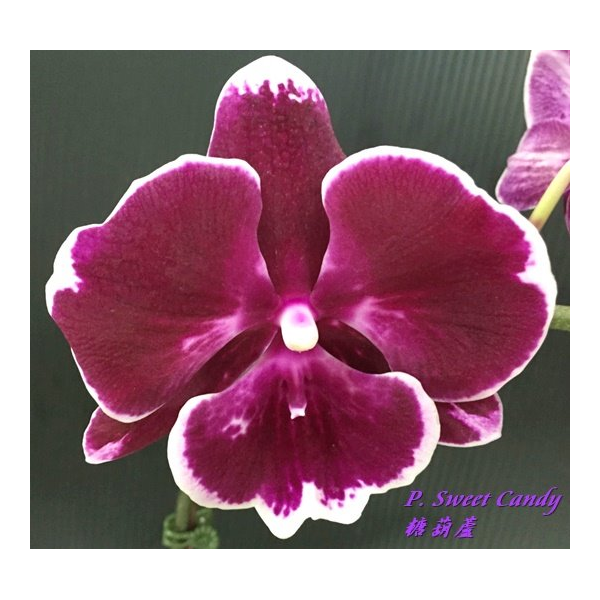 Фаленопсис Свит Кэнди / Phal. Sweet Candy