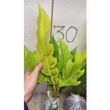 philodendron golden crocodile (S)