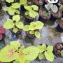 Caladium C-2
