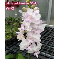 Phal. pulcherrima(pink) B61  2.5" цветение