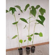 ceiba pentandra сеянцы в стакане