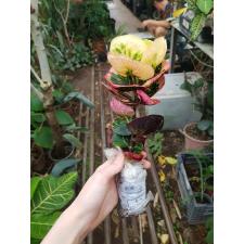 Codiaeum B-11 Rose