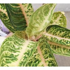 Аглаонема Видури - Белая. / Aglaonema Viduri - white A-141