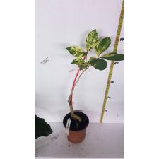 Crateva adansonii (white variegated)360