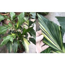 Caryota variegated (S) 46 по 4500р