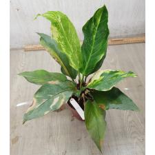 Anthurium variegated sp 7