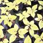 Caladium C-20