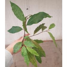 Mitrephora tomentosa (white variegated) 223