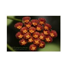 Hoya panchoi (IML-0249, Dark red flowers with yellow corona)(S.5) EPC-409