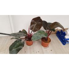 Philodendron Imperial Red pot 650p