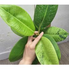 Фикус эластика муншайн / Ficus elastica moonshine