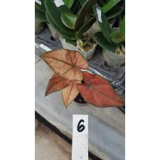 Caladium m6