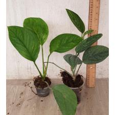 Monstera sp Siam Monster s 1200p