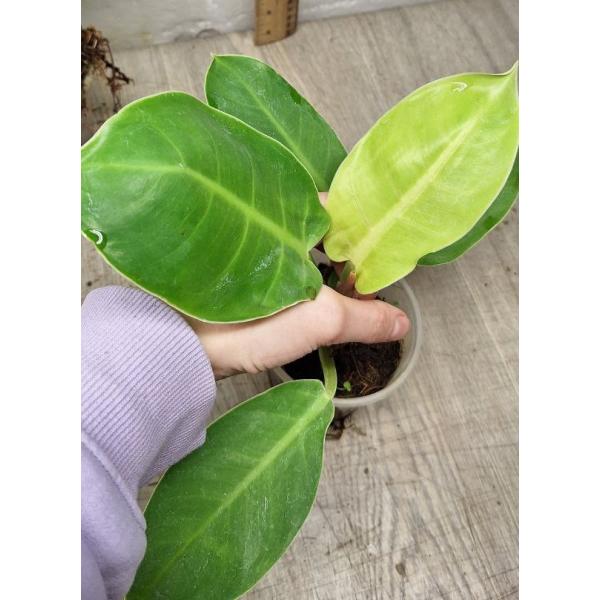 Philodendron moonlight 