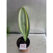 Sansevieria masoniana variegata (T05)(USA clone) 02 Д