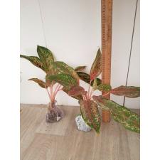Aglaonema 20 Karat A-2