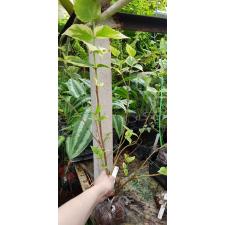 Nyctanthes arbor-tristis variegata 382