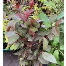 Psidium guajava (red leaf) 234