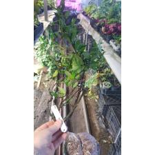 Gelsemium Sempervirens 14 см горшке