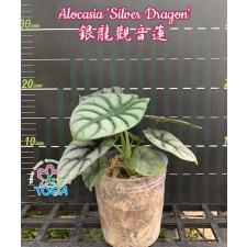 Alocasia 'Silver Dragon' B8 2.5" B8 jun
