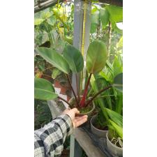 philodendron congo red round lewis