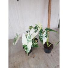 alocasia frydek (white variegata) pot
