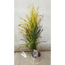 Codiaeum A59 Picasso