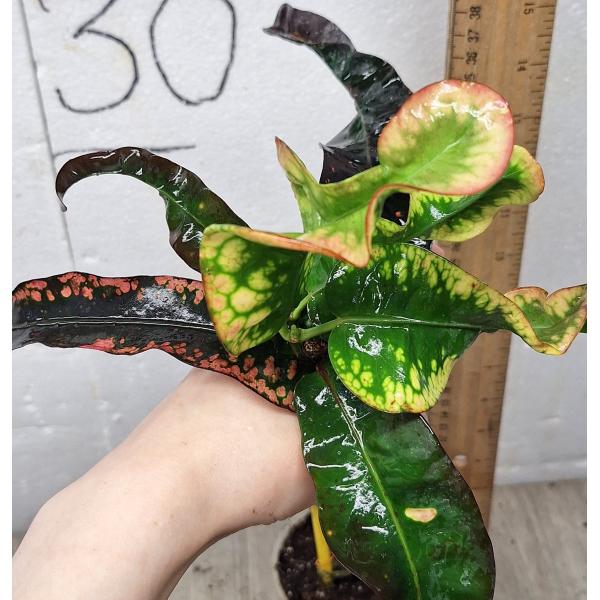 Кодиеум сп. Нанг Мутси / Codiaeum sp Nang Mutsee