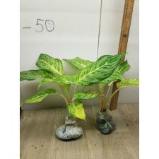 Aglaonema Snow white A-74